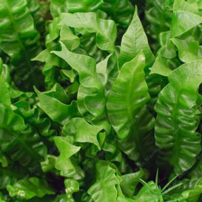 

Sayur Daun Pakis Segar Bersih 1 Ikat Kwalitas Premium Harga Murah - Bagaian Batang