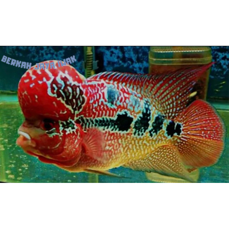 Hiyasan aquarium Louhan SRD ( super red dragon) 2-3cm premium quality bergaransi