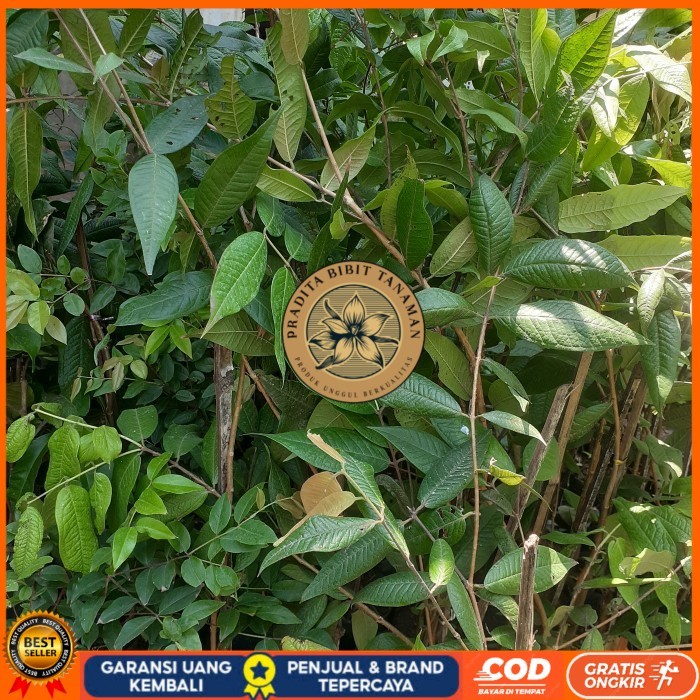 Bibit Anggur Pohon Brazil Putih | White Jaboticaba Langka Berkualitas Bibit Tanaman Super Unggul PRA