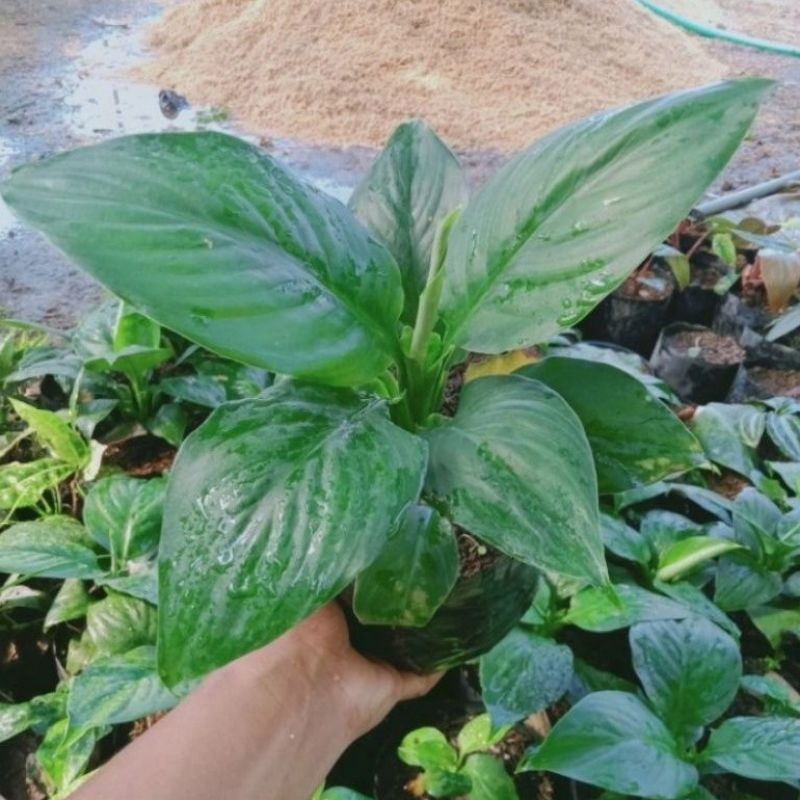 ( BISA COD ) Tanaman Hias Spatufillum Manaloa Spathifyllum Bangkok Manaloa / Bunga Hias Spathifyllum