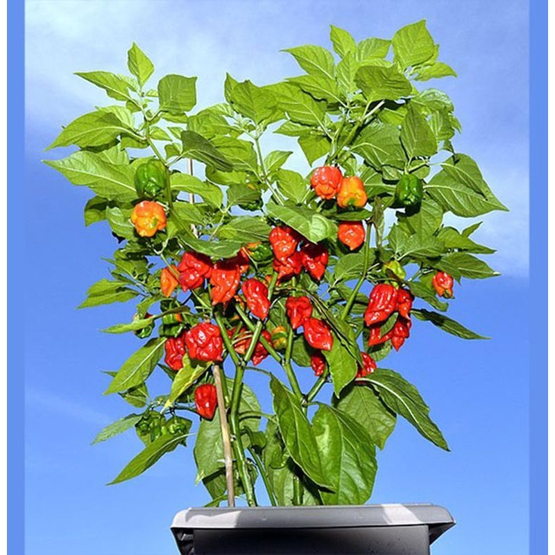 Tanaman Cabe Carolina Reaper Cabai Terpedas