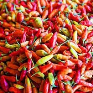 

Cabai Caplak segar Medan - BEST Fresh Food