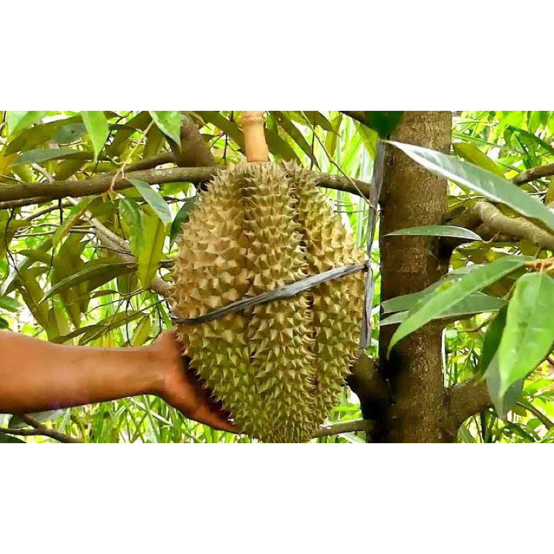 bibit durian montong batang besar tinggi superr