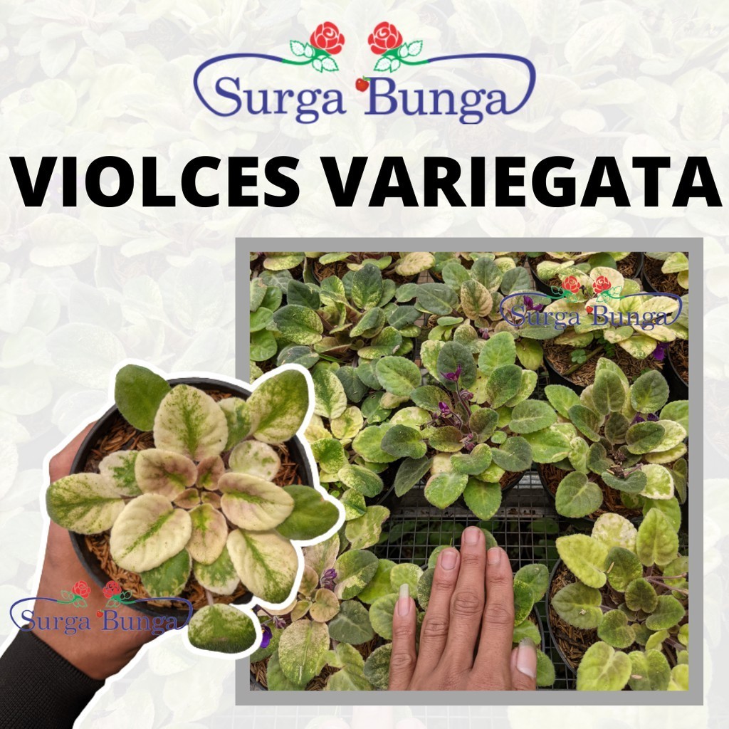 Bibit Tanaman Bunga Violces Variegata