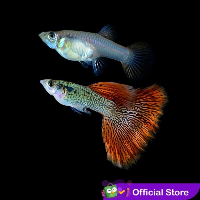 Guppy Galaxy Red Medusa / Ikan Hias Air Tawar