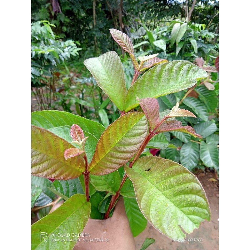 

COD daun jambu biji segar 100gram .