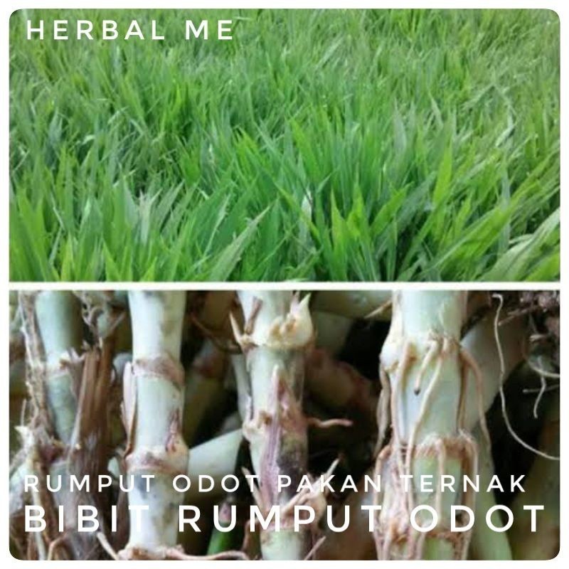 COD Rumput Odot / Bibit Rumput Odot - Bibit Tanaman Rumput Odot / Rumpit Odot Pakan Ternak