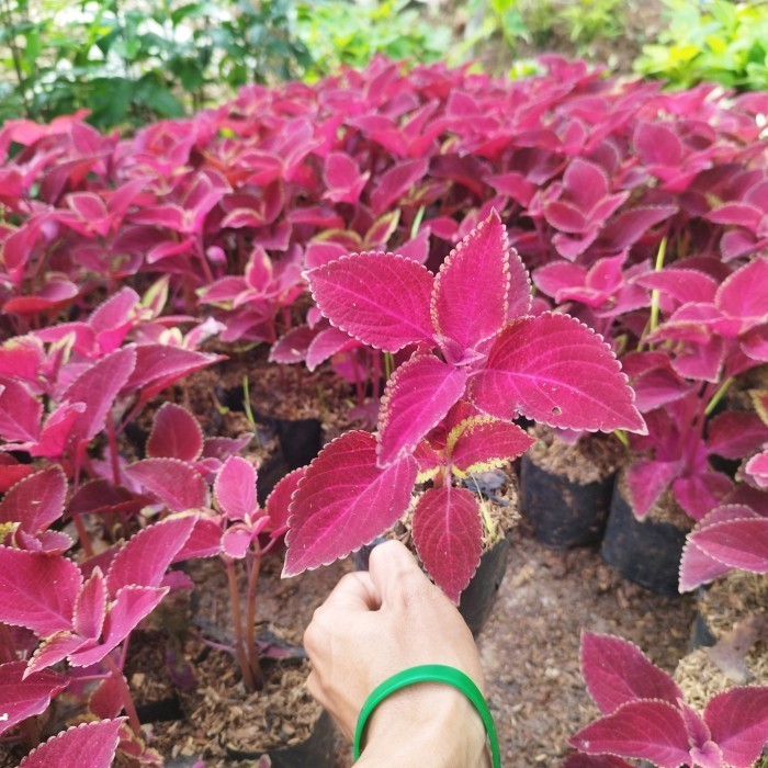 tanaman miana merah bayam - pohon miana merah - menyana miana