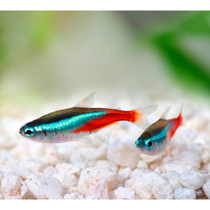 Neon Tetra / Ikan Hias Air Tawar / Ikan Hias Aquascape