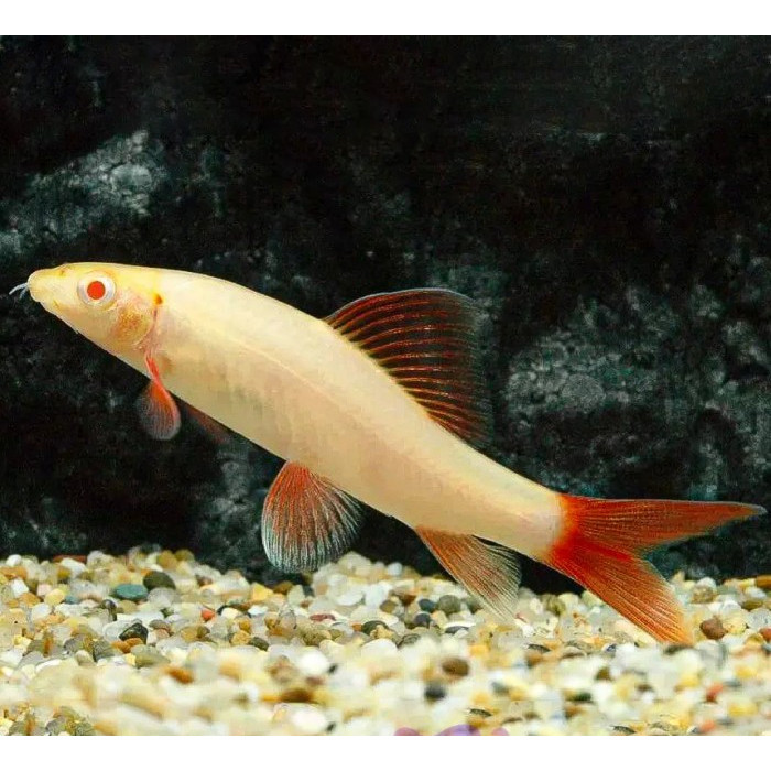 Redfin Red Fin Albino Shark Red Tail / Ikan Hias Aquascape Air Tawar