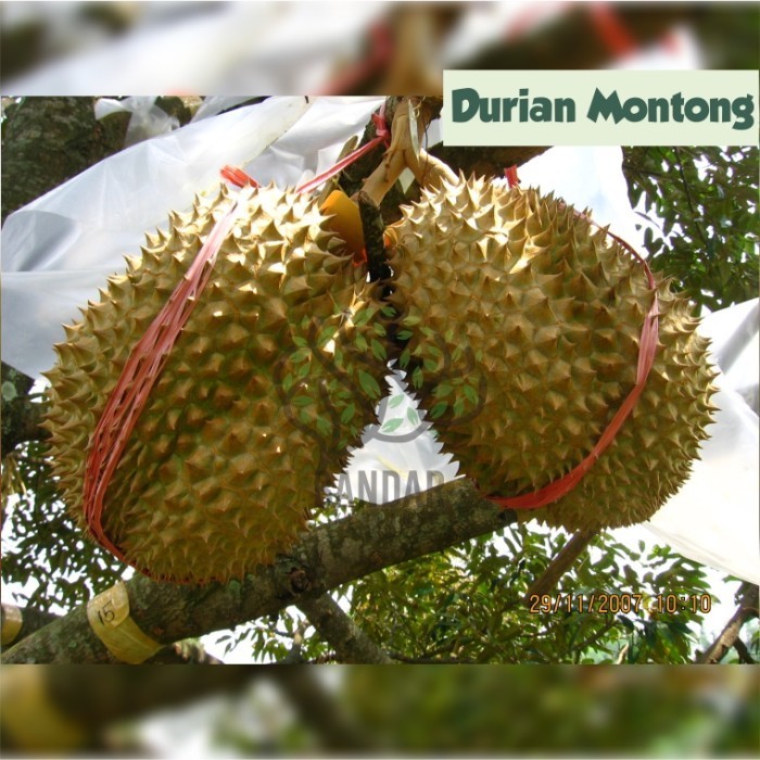 Durian Montong Bibit Tanaman Buah Langka Termurah