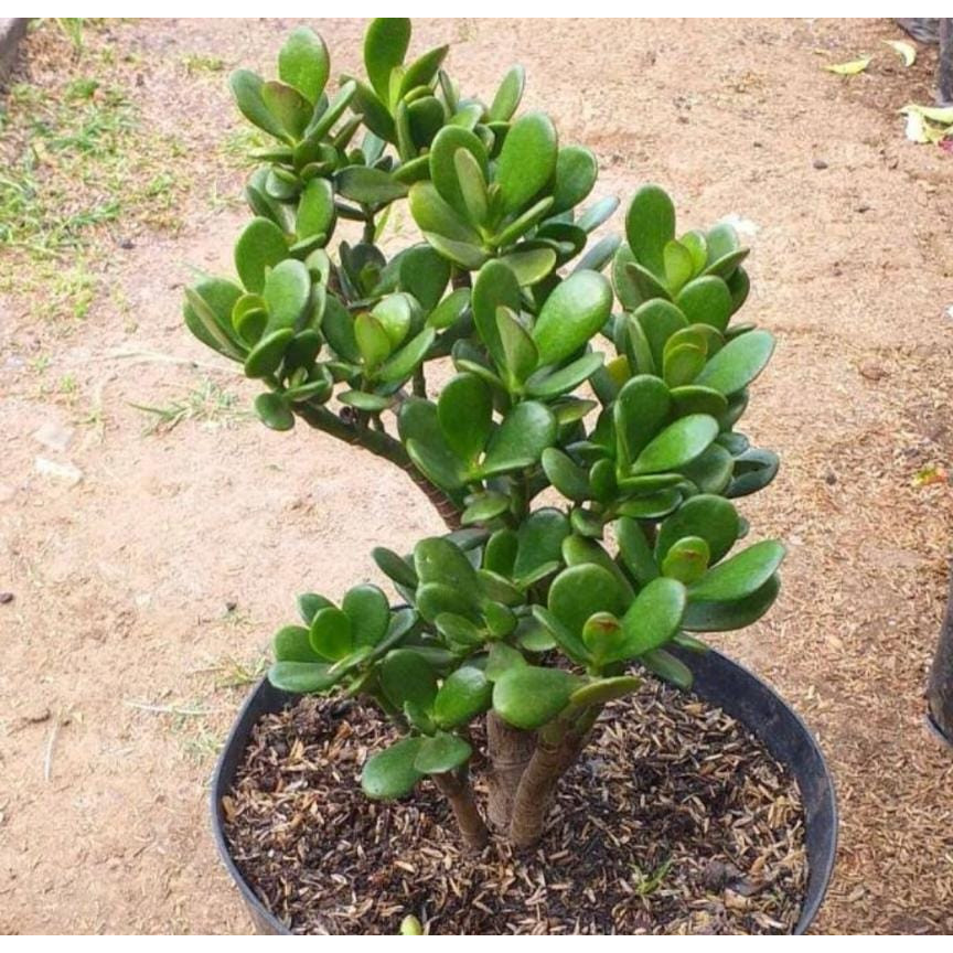 Jade Plant (Crassula Ovata)-sukulen-tanaman keberuntungan-tanaman giok