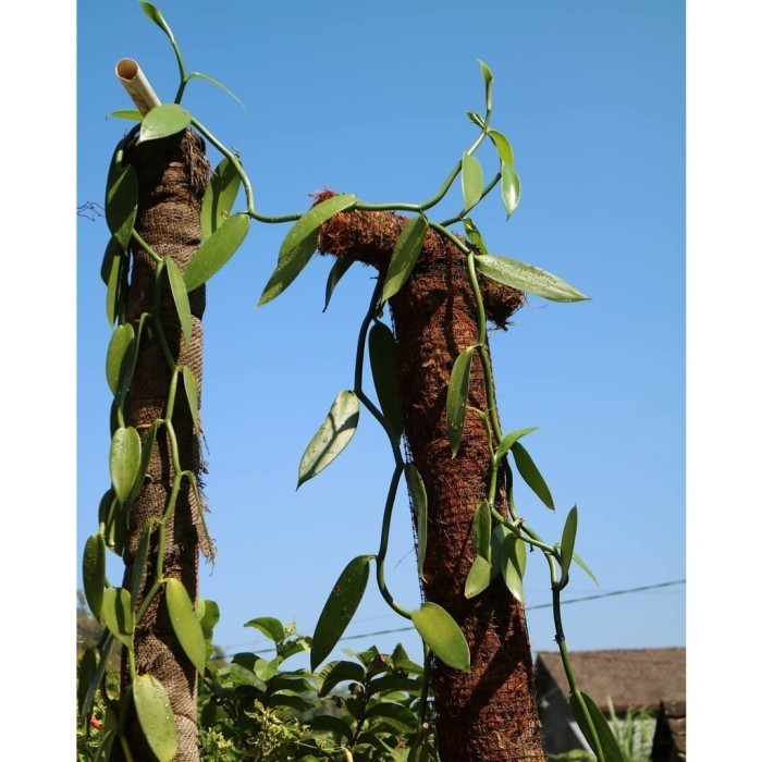 hbd22 Bibit Vanili Planifolia Unggul Siap Tanam Ukuran 1 Meter