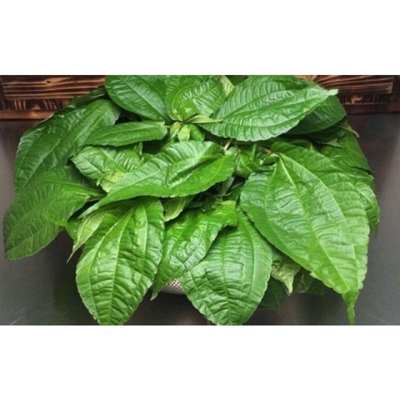 

PROMO Daun pohpohan atau lalapan,per 1kg kang store ready