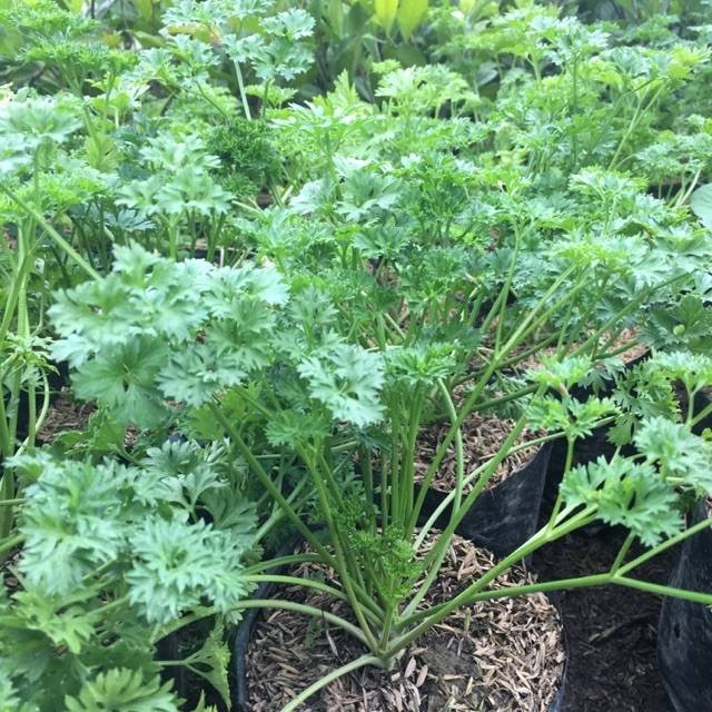 Tanaman Peterseli ( Parsley ) - Bahan Penyedap Peterseli - Tanaman Hidup