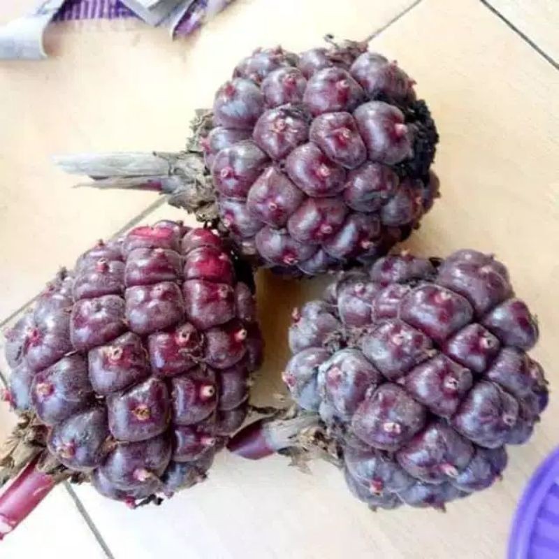 

buah honje laka-buah kecombrang merah 1kg COD