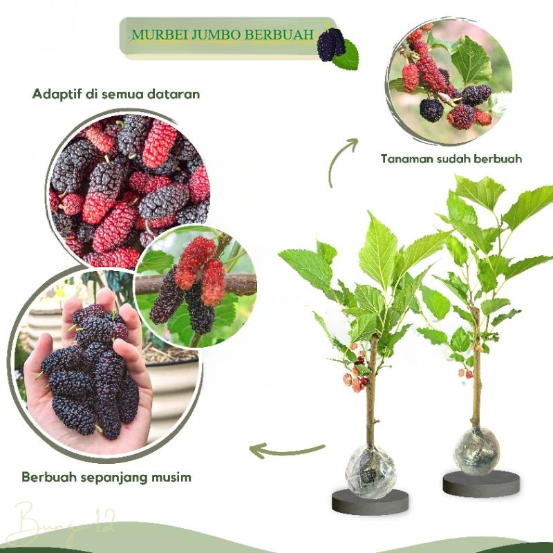 Bibit Tanaman Buah Murbei / Mulberry Jumbo Cangkok (Sudah Berbuah)