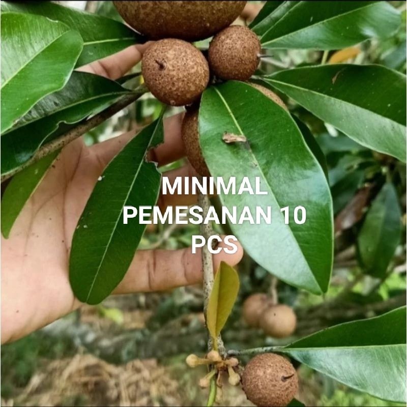 

Buah sawo segar pentil-mentah obat vertigo di ambil dadakan