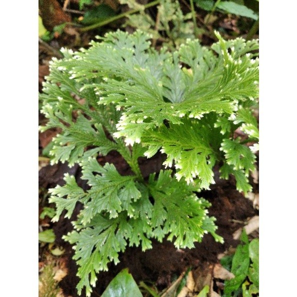 tanaman hias cakar ayam hutan langka