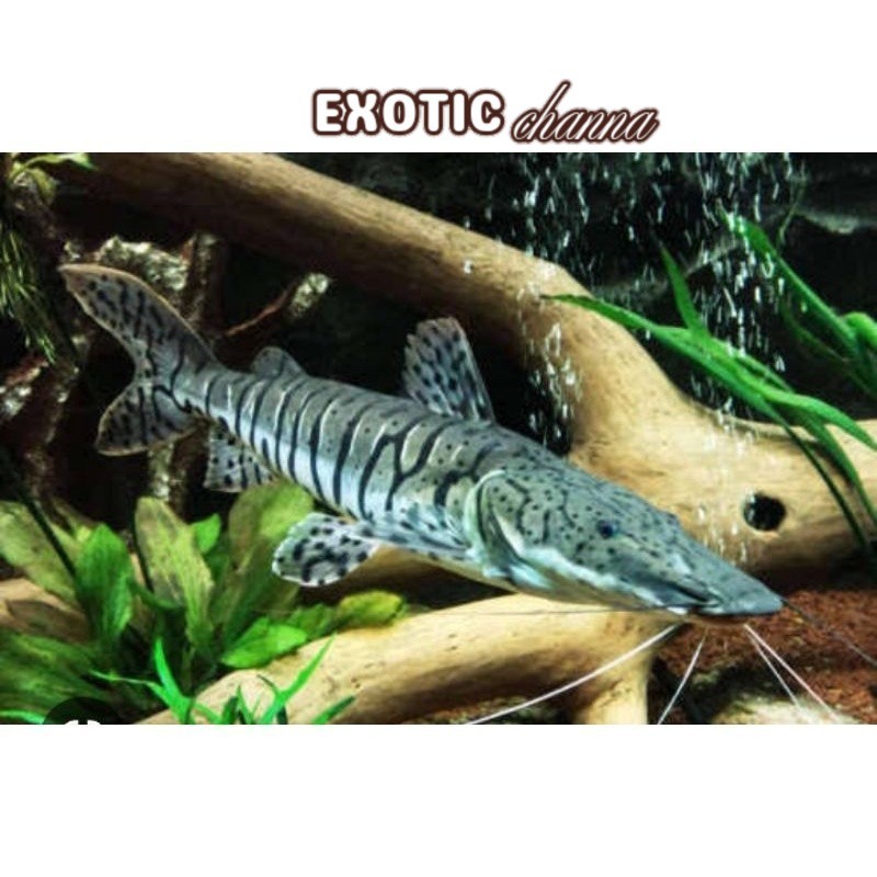 Kebutuhan akuarium hiasan aquarium TSN leopard catfish size 12 CM GARANSI DOA tankmate Lucu