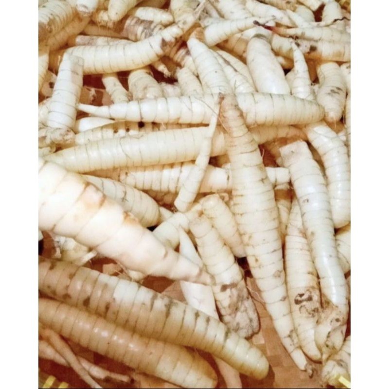 

Umbi garut fresh 500 gram - umbi terigu segar COD