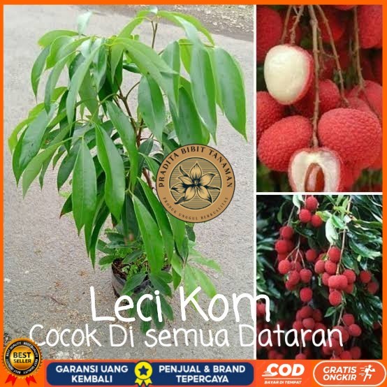 Bibit Buah Leci Kom Cangkok Super Bibit Tanaman Super Unggul PRADITA BIBIT TANAMAN