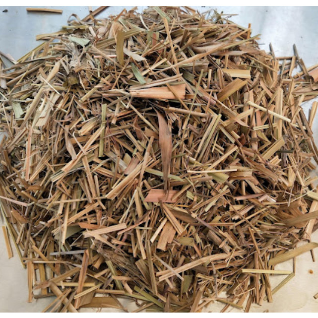 

DAUN ALANG ALANG KERING / DAUN ERIH KERING / Daun ilalang kering