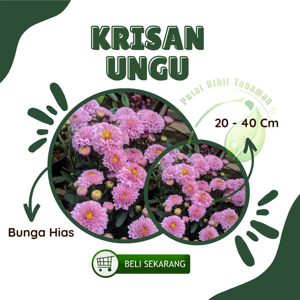 Bibit bunga krisan ungu tanaman hias hidup 1 pot