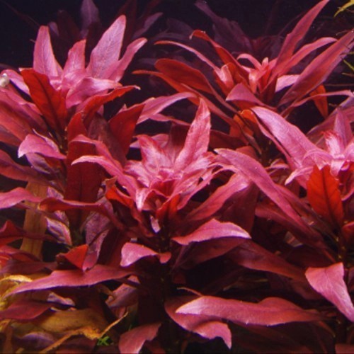 Ludwigia Glandulosa Sunset / Tanaman Aquascape