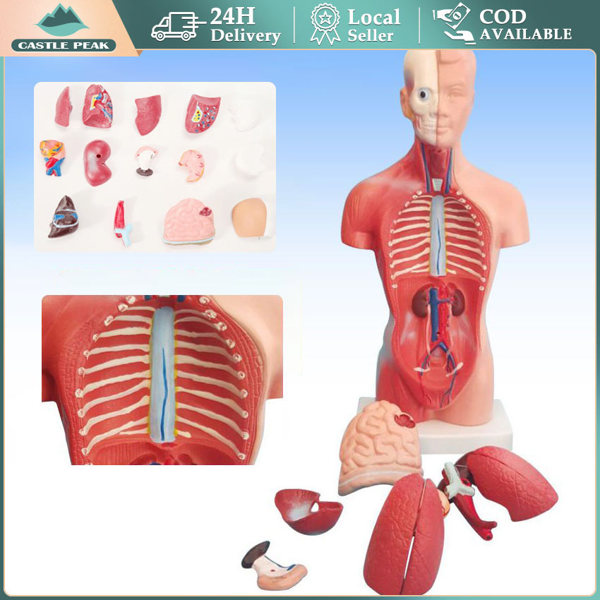 Mainan Rakitan Model Kerangka Manusia Kerangka Manusia Model Alat Peraga Edukatif Torso Anatomi Tubu