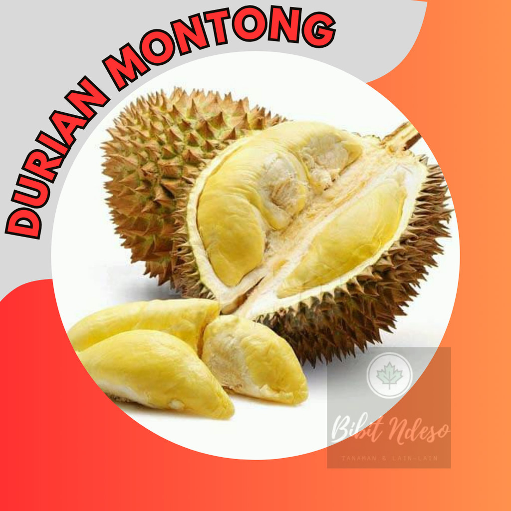 Bibit durian montong  tanaman buah siap tanam cepat berbuah