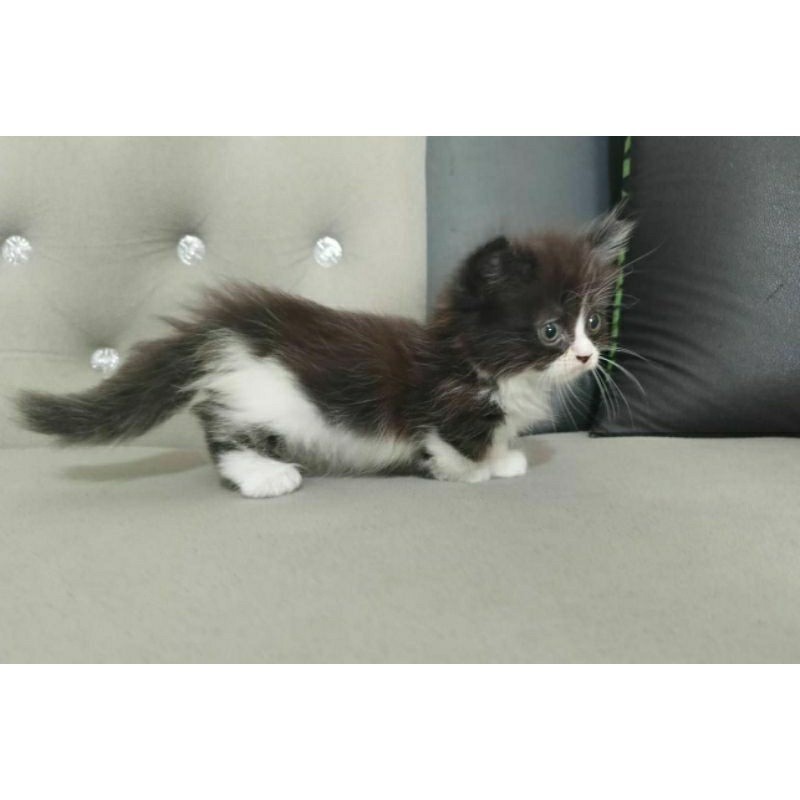 DISKON Kucing kitten Munchkin jantan