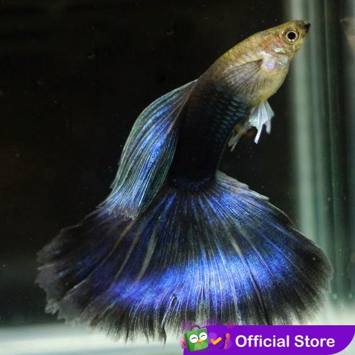 Guppy HB Blue / Half Black Blue Delta Tail / Ikan Hias Air Tawar