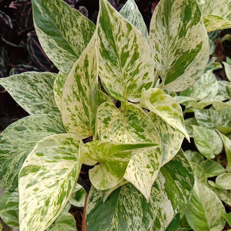 bunga Tanaman Hias Sirih Marbel Varigata / sirih gading Varigata putih spesial