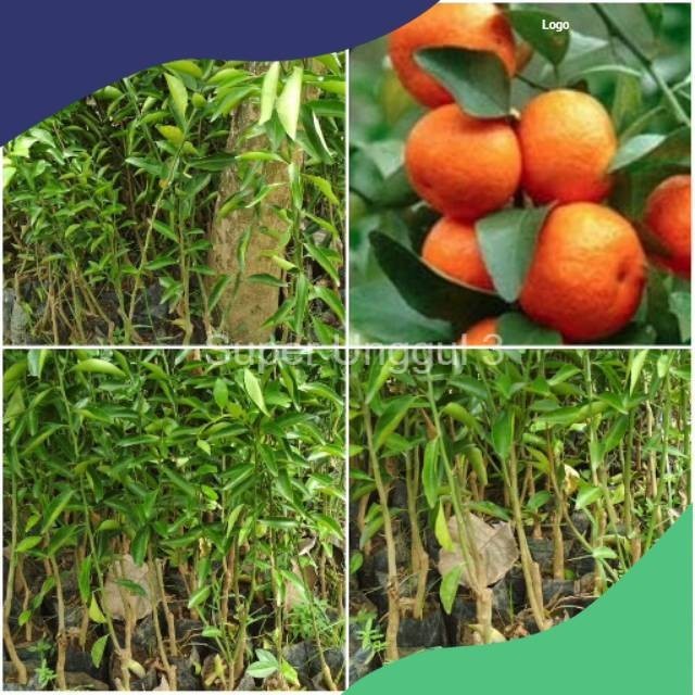 Bibit jeruk santang madu manis