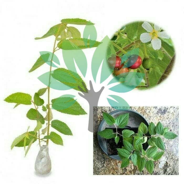 Bibit Tanaman Buah Pohon Cery Kersen-bibit Chery Kersen-Bibit Cerry