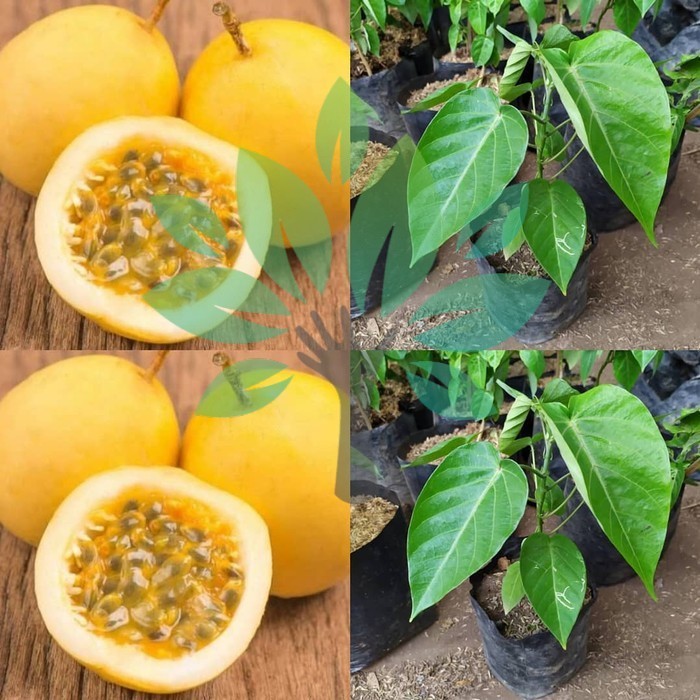 Bibit Tanaman Buah Markisa Manis-bibit Markisa Manis Super Manis