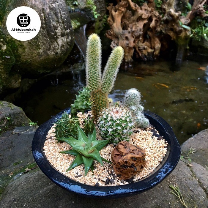 

Terrarium Kaktus Arransement Siap Pajang Hampers Gift Kado 20cm