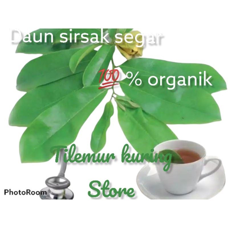 

PROMO Baru kemasan 1 kg daun sirsak segar langsuk petik dari pohon nya obat herbal