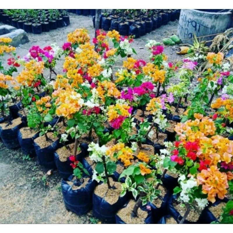 Tanaman Hias Bugenfil 3 warna Segar cantik