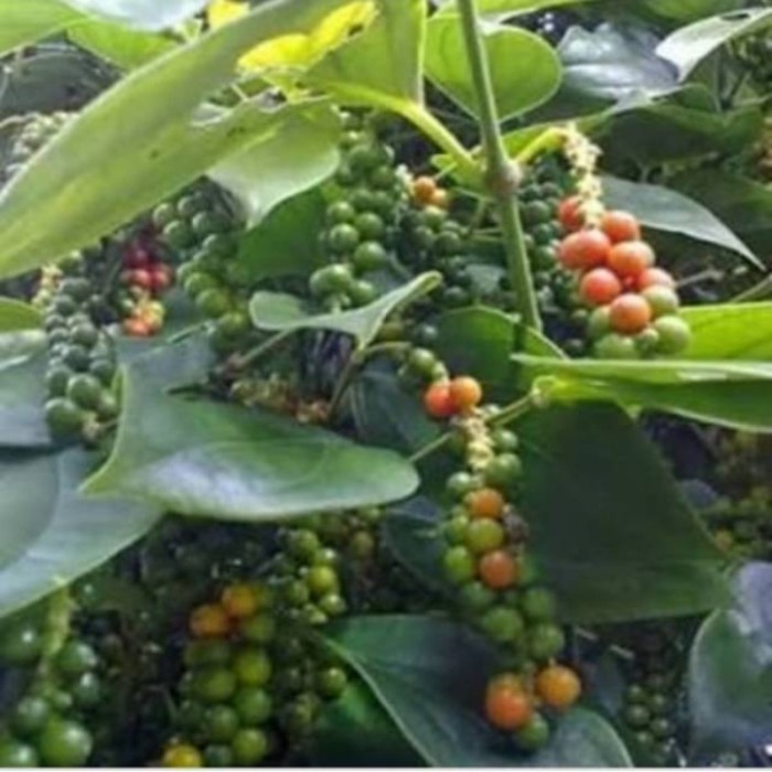 Bibit stek tanaman lada putih rambat, tanaman rempah ...