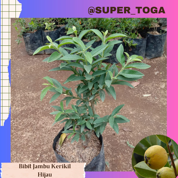 BIBIT JAMBU BIJI KERIKIL / JAMBU HIAS bibit jambu kristal klutuk kerikil bibit jambu kerikil hijau