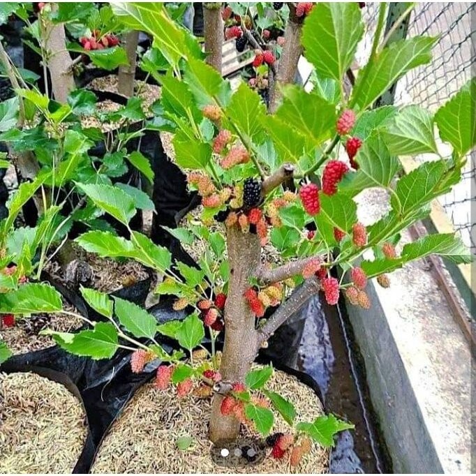 >> Bibit Tanaman Buah Murbei / Mulberry Jumbo Cangkok (Sudah Berbuah)