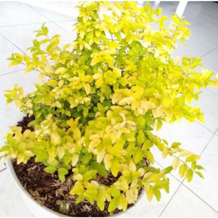

tanaman legistrum daun kuning cerah . .
