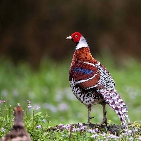 

Telur ayam hias ringneck elliot pheasant fertil bisa ditetaskan