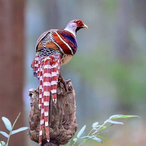 

Telur ayam hias ringneck hume's pheasant fertil untuk ditetaskan