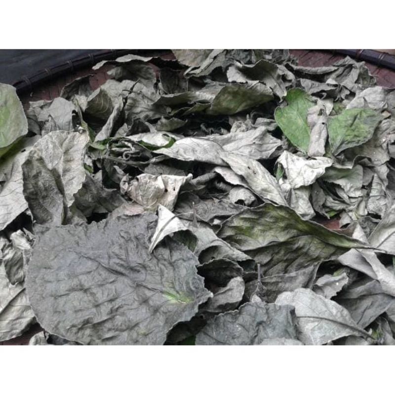 

Daun keji beling pecah beling kibeling 500 gram