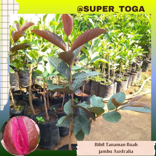 jambu biji merah australia bibit jambu australia bibit jambu merah bibit jambu kristral australia