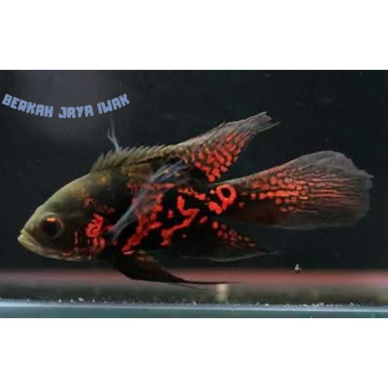 Ikan Hias Oscar Oskar Slayer 7-11 cmIkan Hias Air Tawar Predator Aquarium Kolam