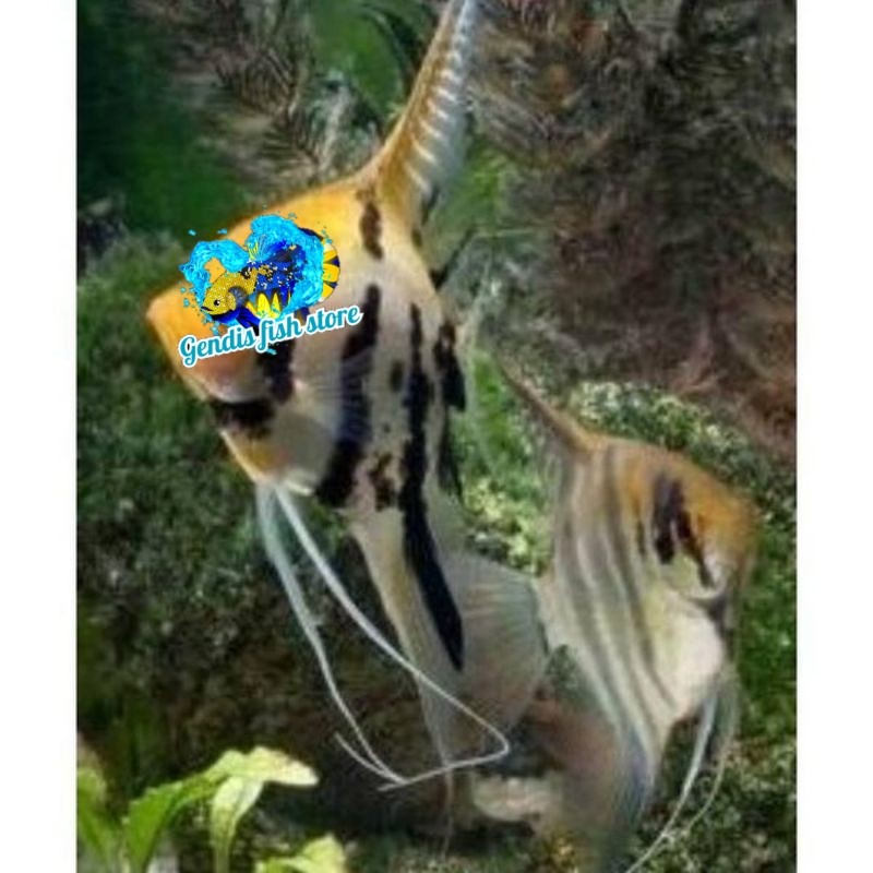 BIGSALE  menfis tricolor manfish ikan layang murmer bergaransi